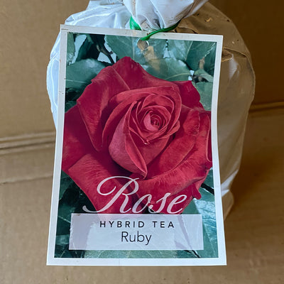 Rose Ruby Roshrub 1 - Garden Express Australia