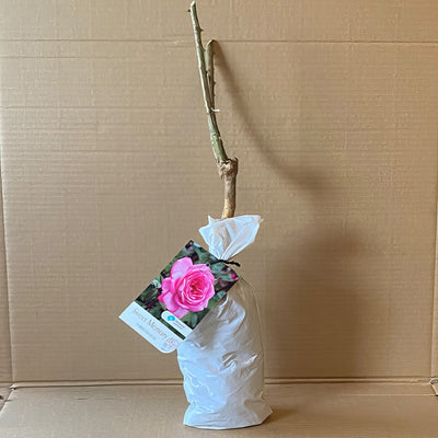 Rose Sweet Memory Roshsme 2 - Garden Express Australia