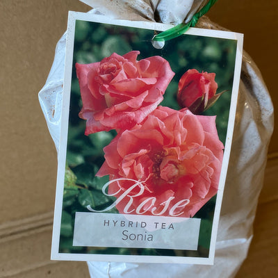 Rose Sonia Roshson 1 - Garden Express Australia