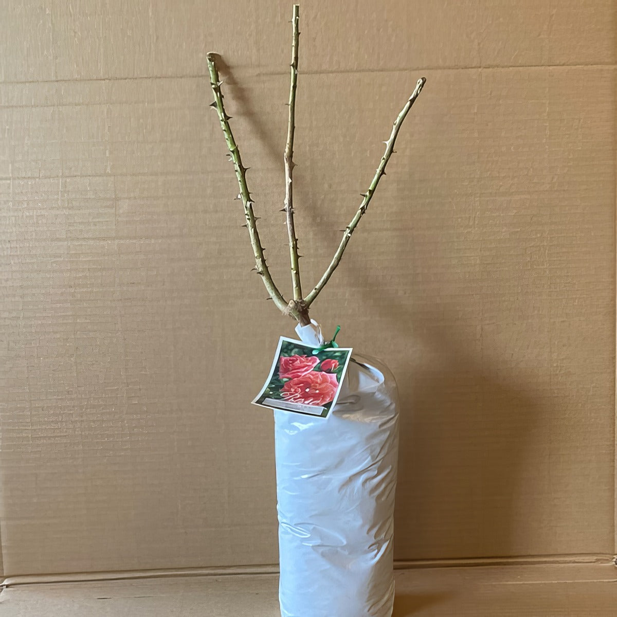 Rose Sonia Roshson 2 - Garden Express Australia