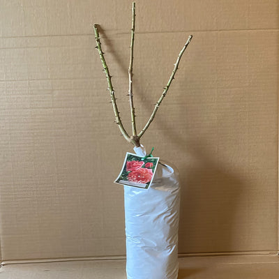 Rose Sonia Roshson 2 - Garden Express Australia