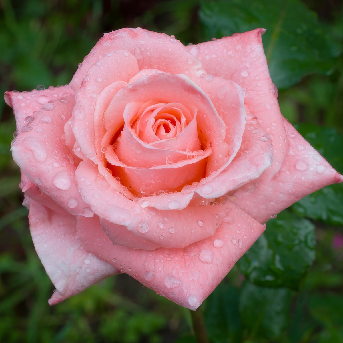Rose Sonia Roshson - Garden Express Australia