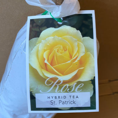 Rose St Patrick Roshspa 2 - Garden Express Australia