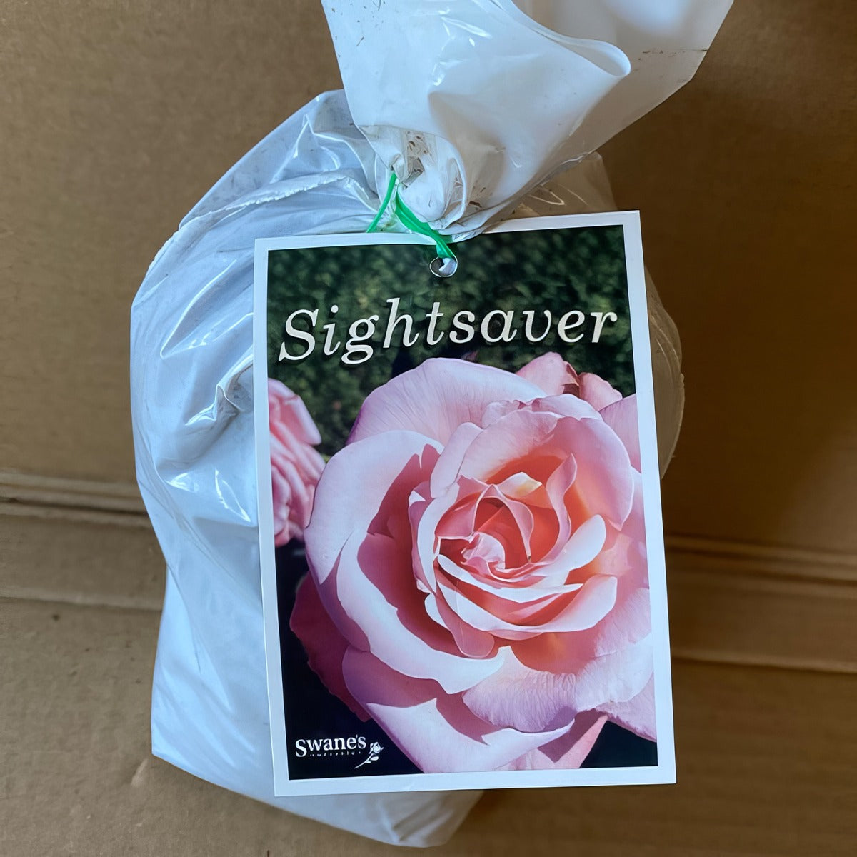 Rose Sightsaver Roshssa 1 - Garden Express Australia
