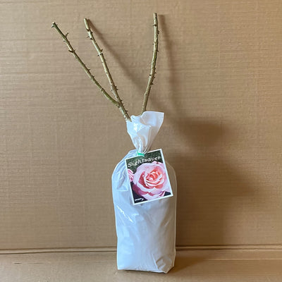 Rose Sightsaver Roshssa 2 - Garden Express Australia