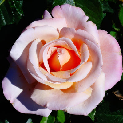 Rose Sightsaver Roshssa - Garden Express Australia