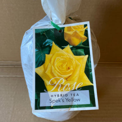 Rose Spek S Yellow Roshsye 1 - Garden Express Australia
