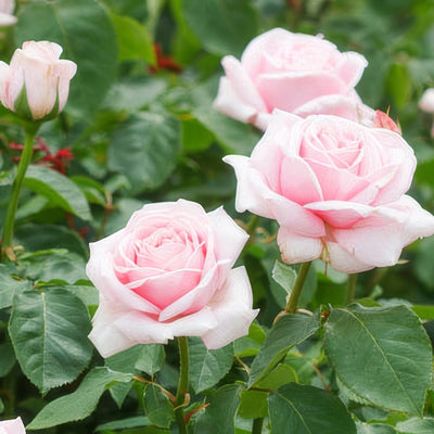 Childrens Rose 2019 Roshtcr - Garden Express Australia
