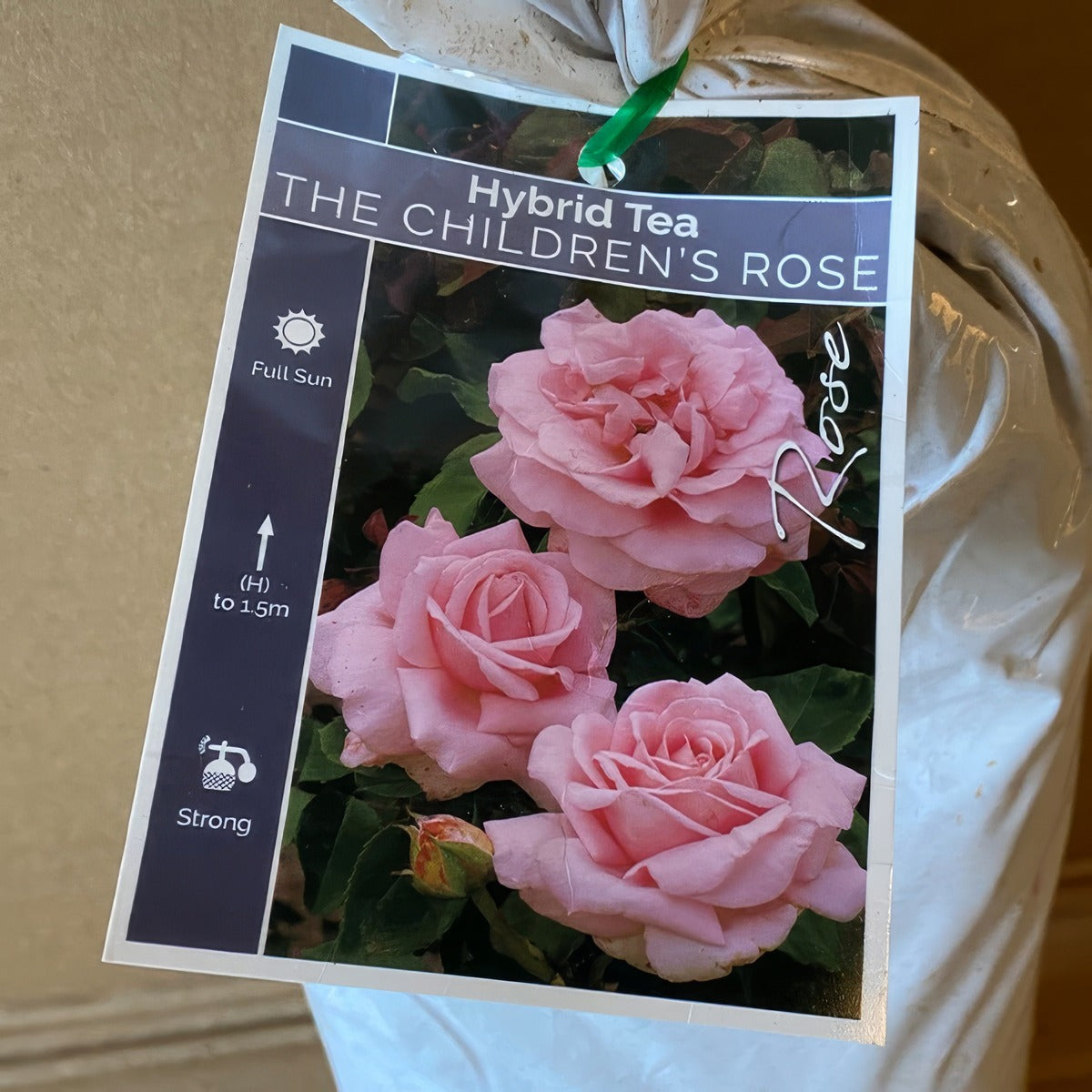 Rose The Children S Rose Roshtcr 1 - Garden Express Australia