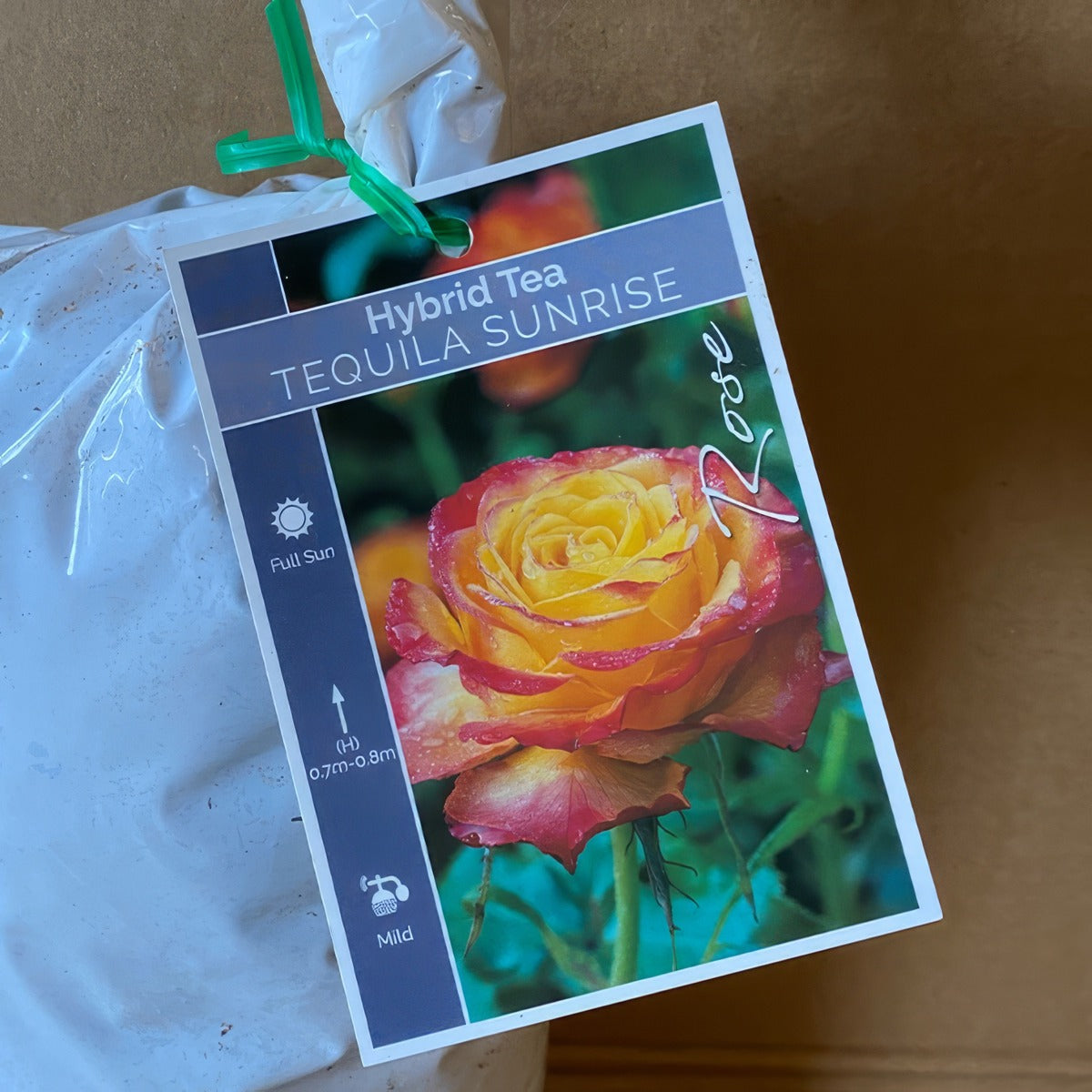 Rose Tequila Sunrise Roshtsu 2 - Garden Express Australia