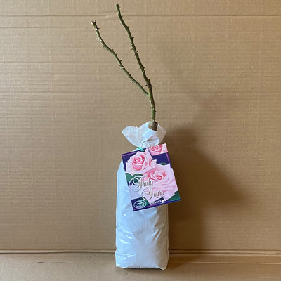 Rose Truly Your Roshtyo 1 - Garden Express Australia
