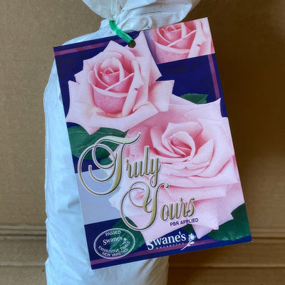 Rose Truly Your Roshtyo 2 - Garden Express Australia