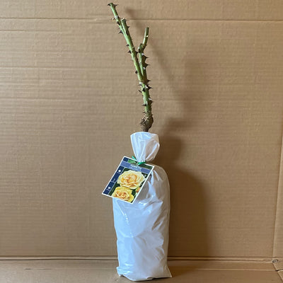 Rose Valencia Roshval 2 - Garden Express Australia