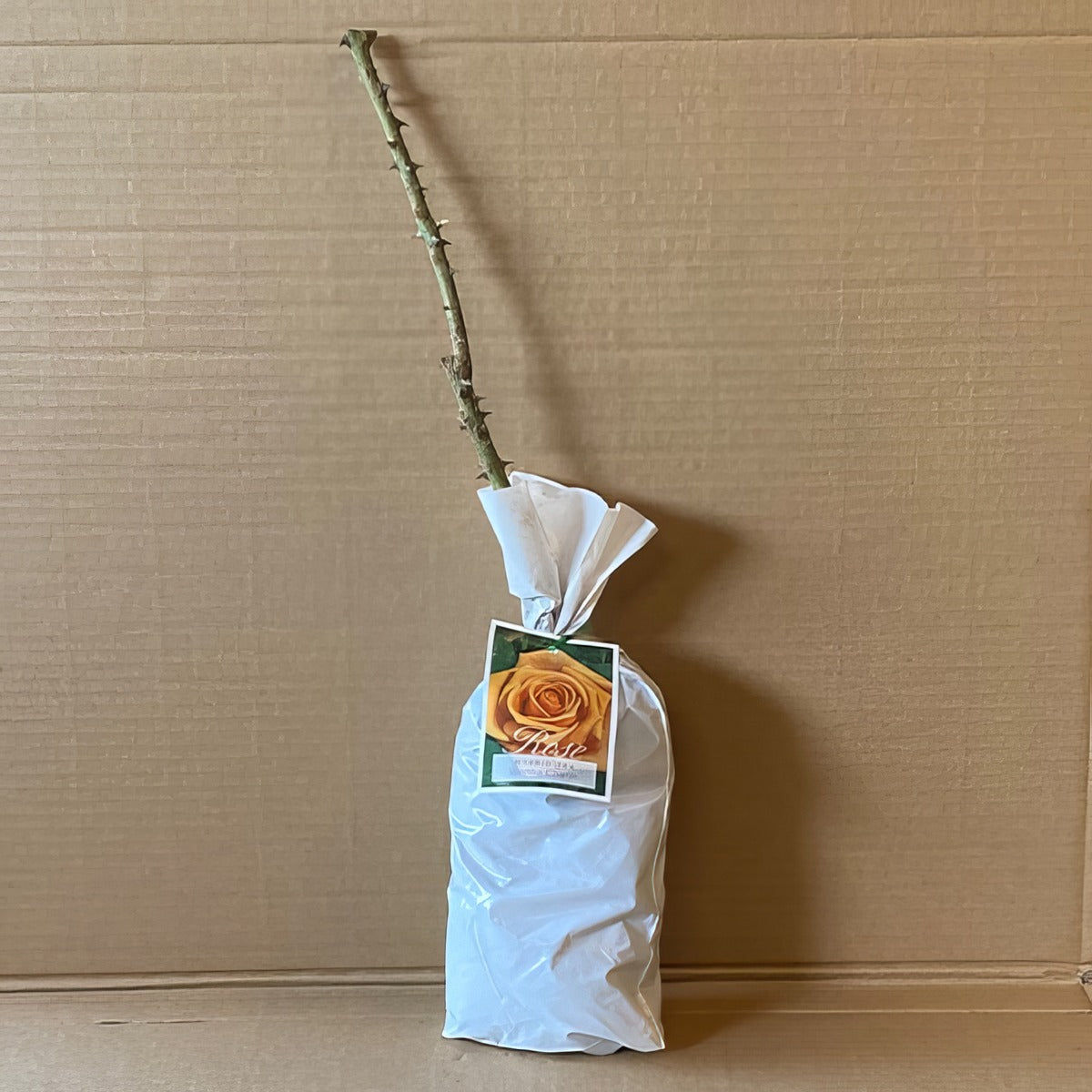 Rose Vienna Charm Roshvch 2 - Garden Express Australia