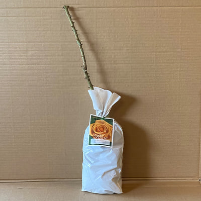 Rose Vienna Charm Roshvch 2 - Garden Express Australia