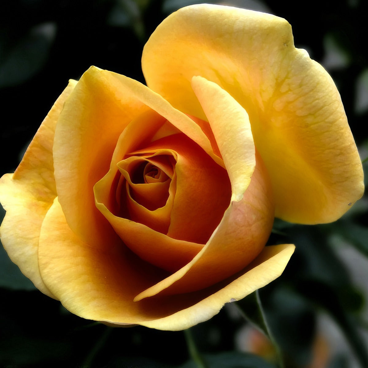 Rose Vienna Charm Roshvch - Garden Express Australia