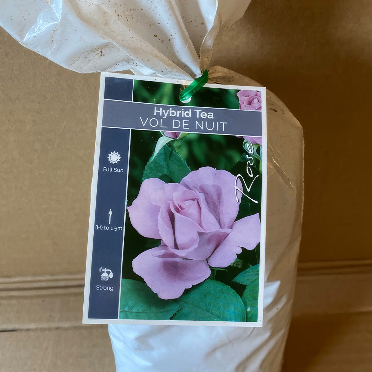 Rose Vol De Nuit Roshvdn 1 - Garden Express Australia