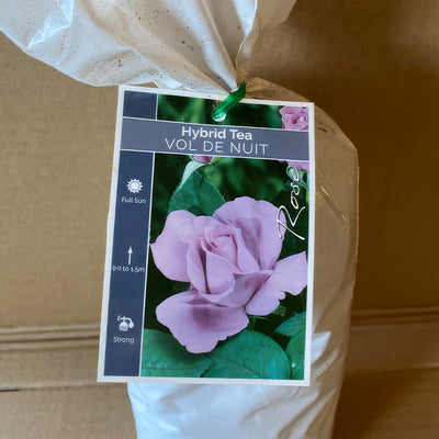 Rose Vol De Nuit Roshvdn 1 - Garden Express Australia