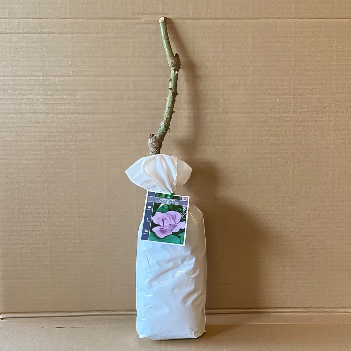 Rose Vol De Nuit Roshvdn 2 - Garden Express Australia