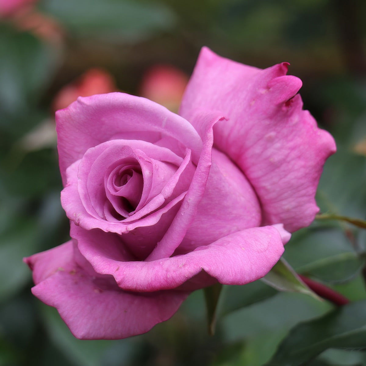 Rose Vol De Nuit Roshvdn - Garden Express Australia