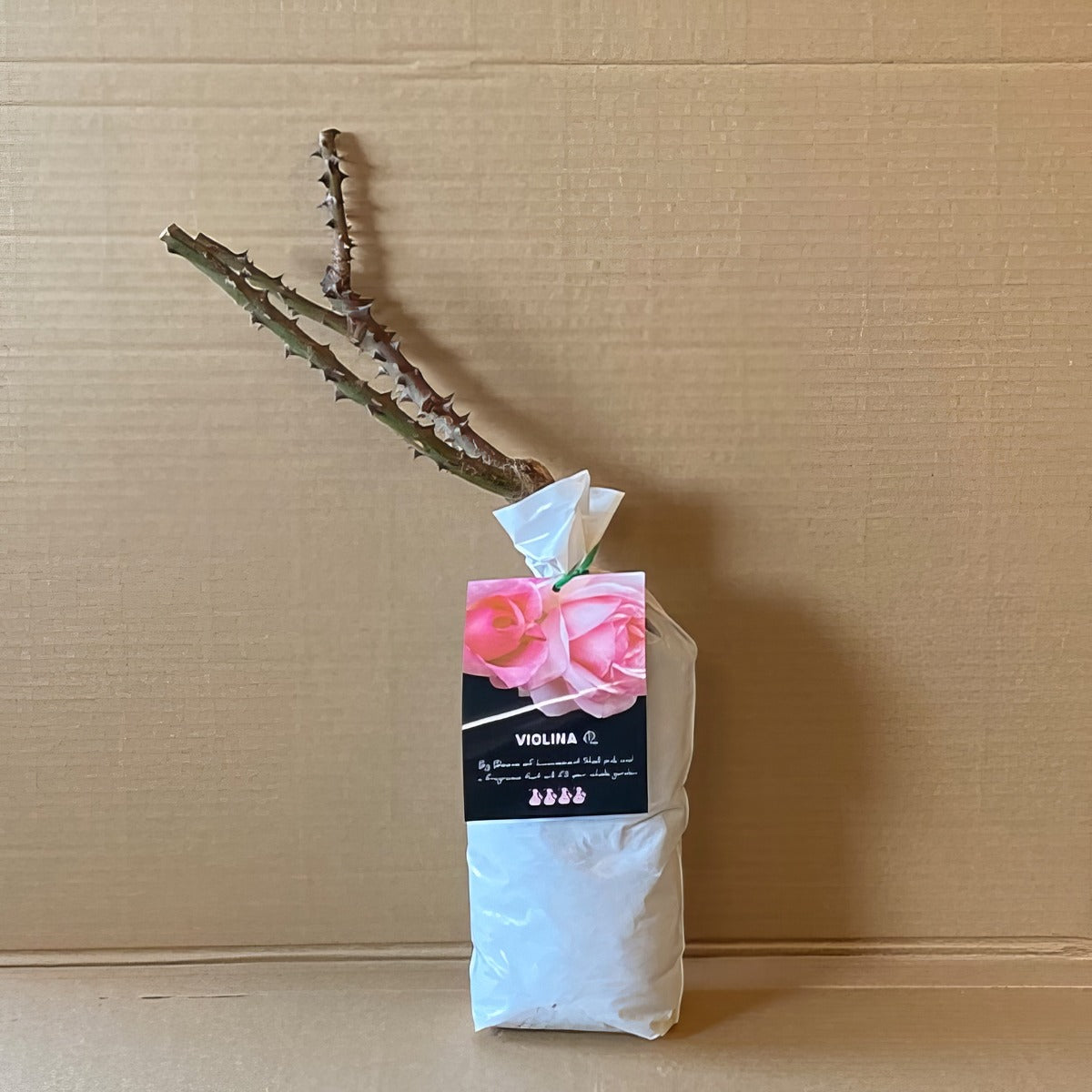 Rose Violina Roshvio 2 - Garden Express Australia