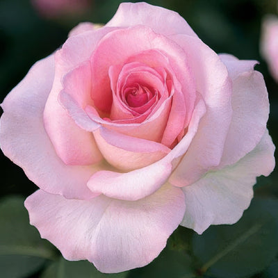 Rose Violina Roshvio - Garden Express Australia