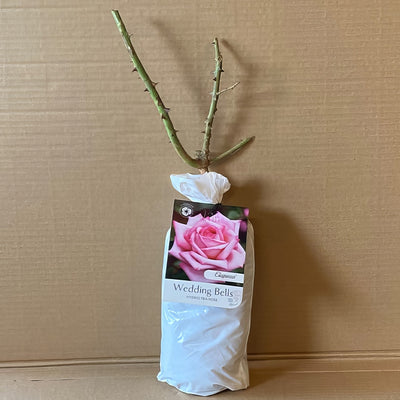 Rose Wedding Bells Roshwbe 2 - Garden Express Australia