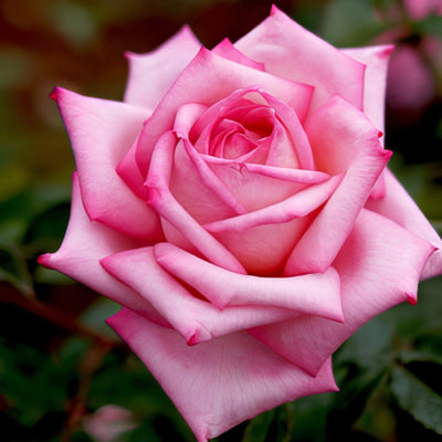 Rose Wedding Bells Roshwbe - Garden Express Australia