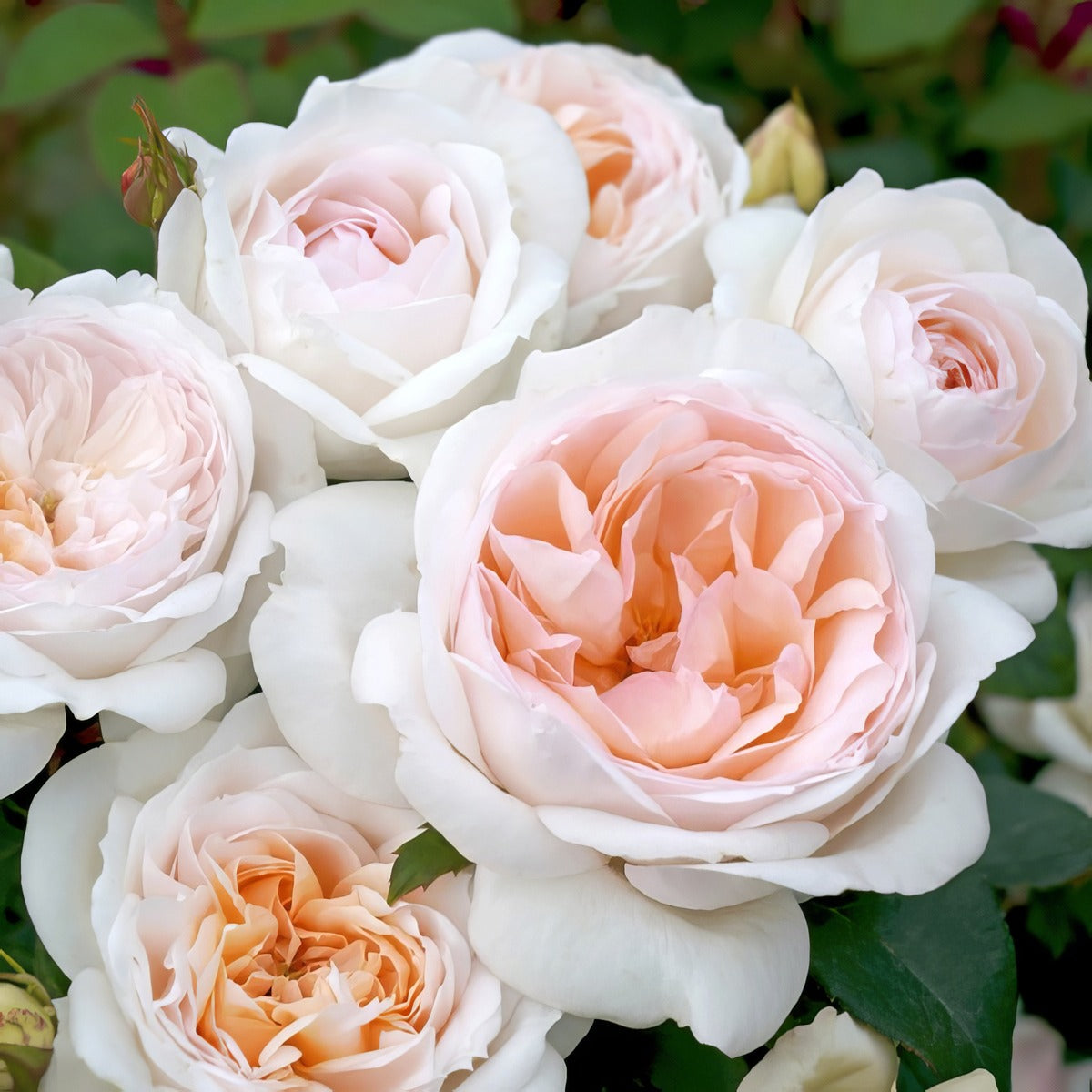 Rose Addictive Lure Rosmadl - Garden Express Australia