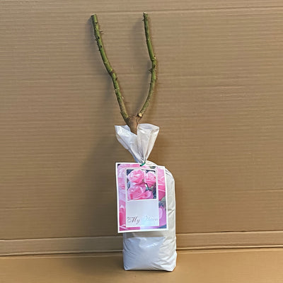 Rose My Hero Roshmhe 1 - Garden Express Australia