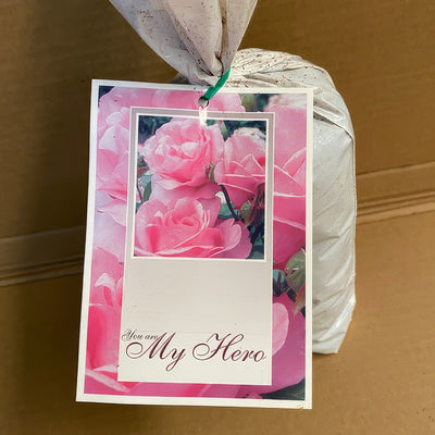 Rose My Hero Roshmhe 2 - Garden Express Australia