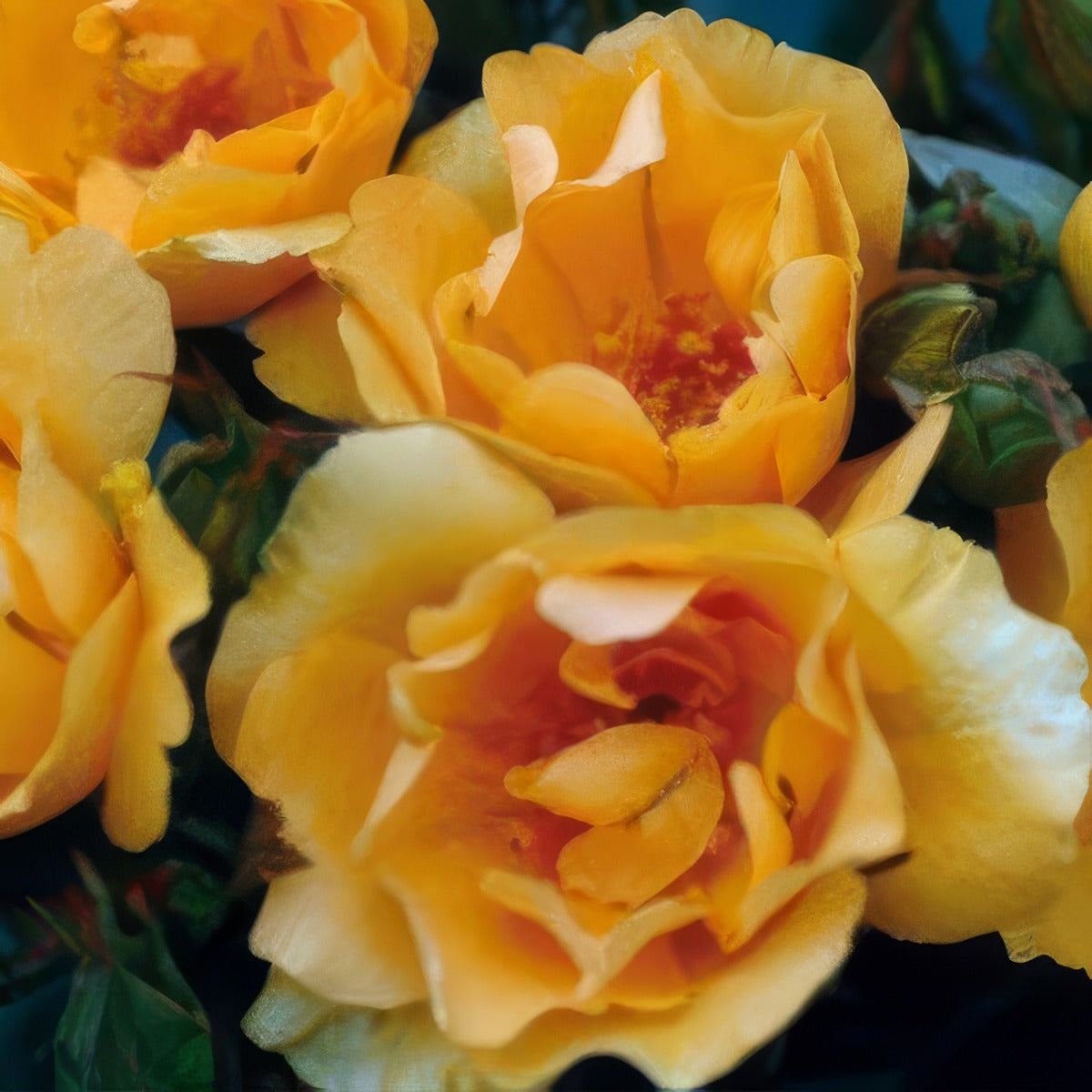 Rose Mikado Roshmik - Garden Express Australia