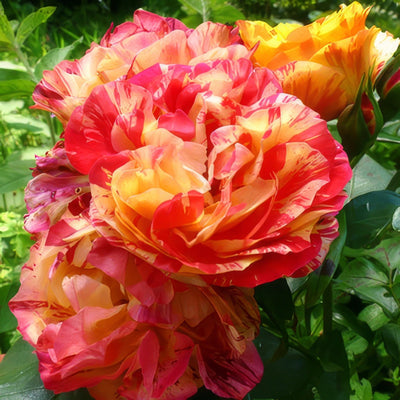Oranges Lemons 2017 Rosfoal - Garden Express Australia