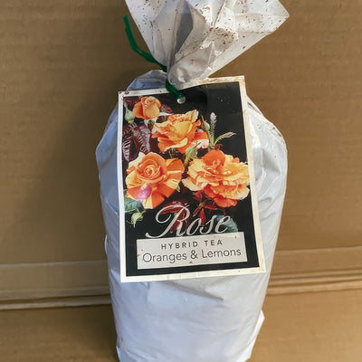 Rose Oranges Lemons Roshoal 2 - Garden Express Australia