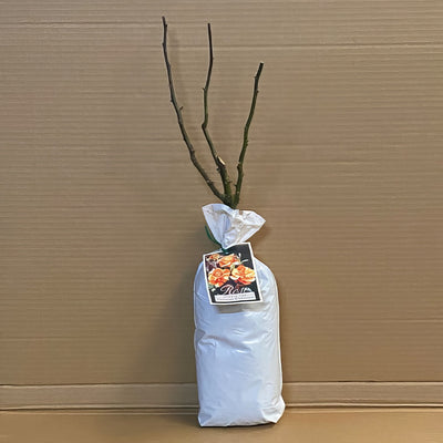 Rose Oranges Lemons Roshoal1 - Garden Express Australia