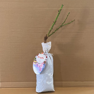 Modshrub Bright As A Button Rosmsbab 1 - Garden Express Australia