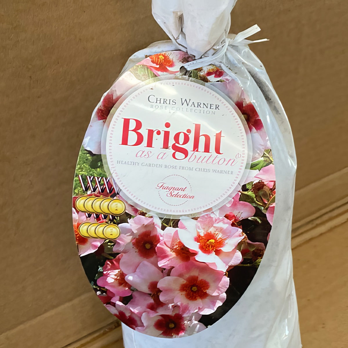 Modshrub Bright As A Button Rosmsbab 2 - Garden Express Australia