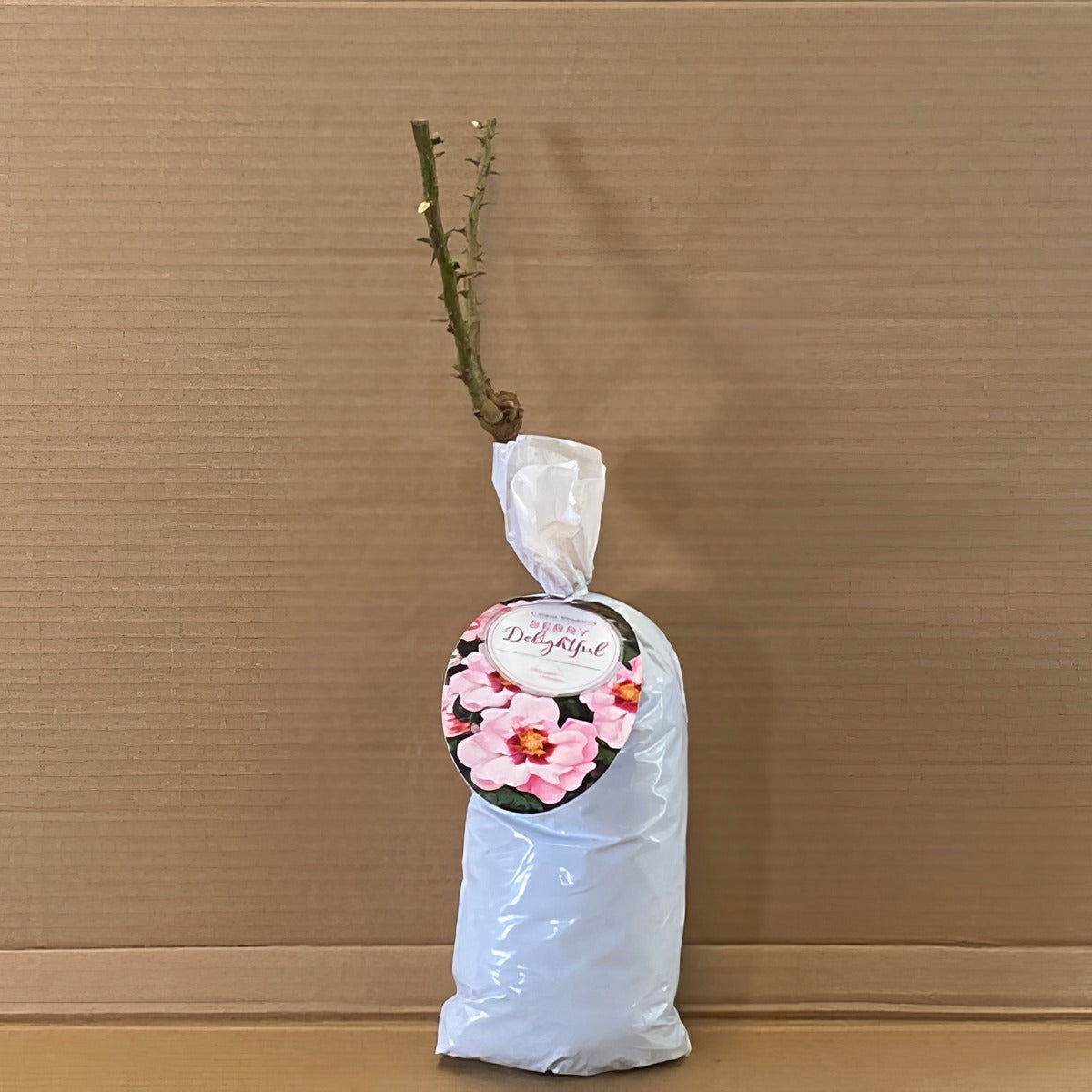 Modshub Berry Delight Rosmsbdi 1 - Garden Express Australia