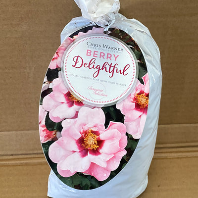 Modshub Berry Delight Rosmsbdi 2 - Garden Express Australia