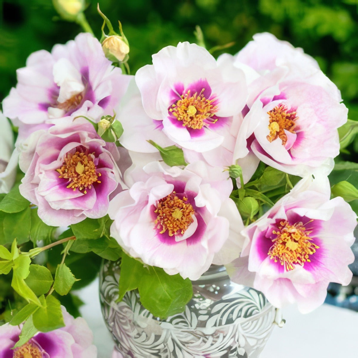 Brindabella Eyes For You Vase - Garden Express Australia