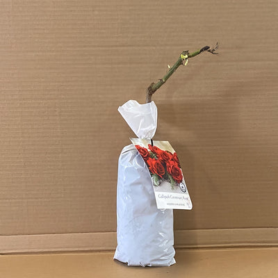 Modshrub Gallipoli Centary Rosmsgce 1 - Garden Express Australia