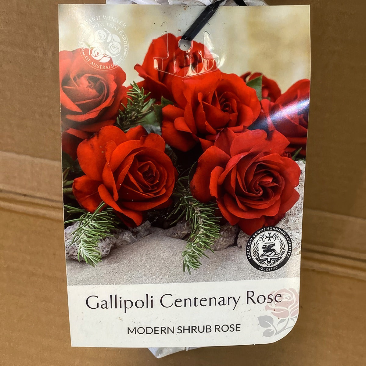 Modshrub Gallipoli Centary Rosmsgce 2 - Garden Express Australia