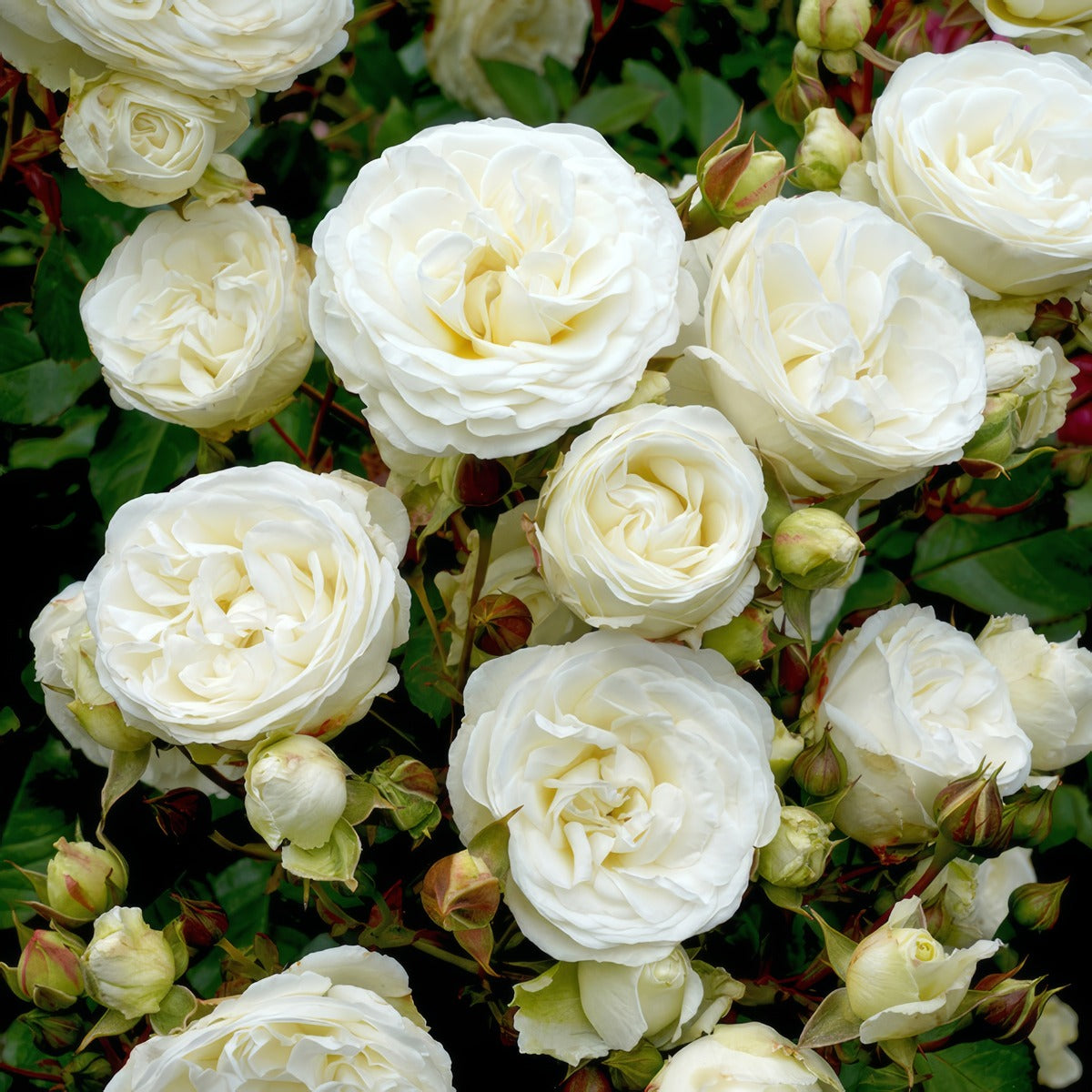 Rose Snow Kiss Rosmski - Garden Express Australia