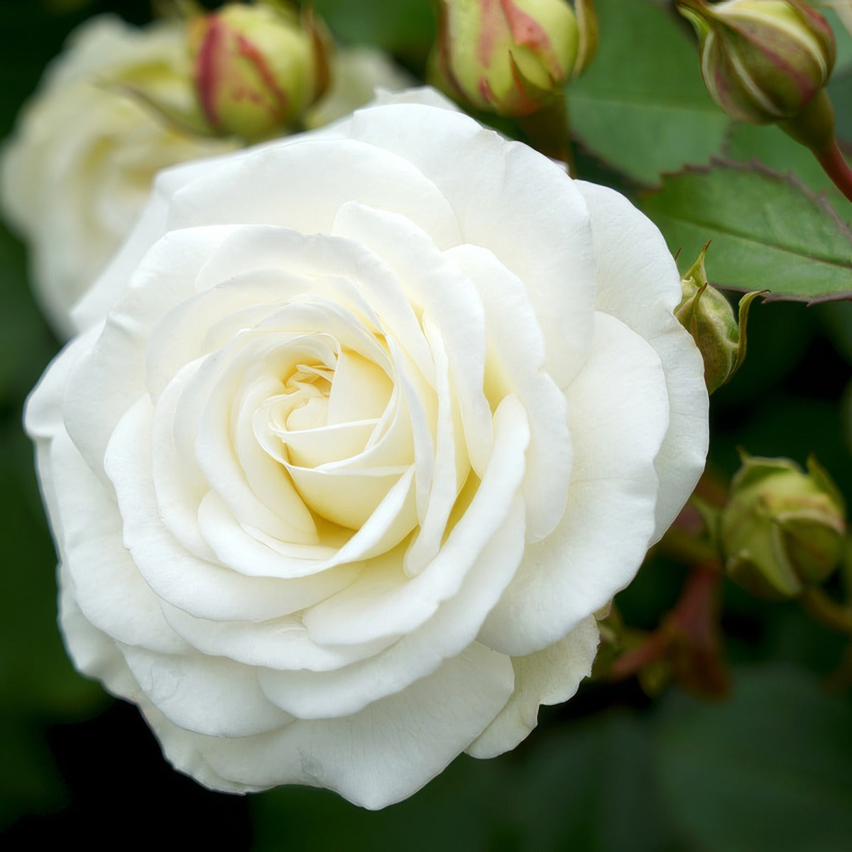 Rose Snow Kiss - Garden Express Australia