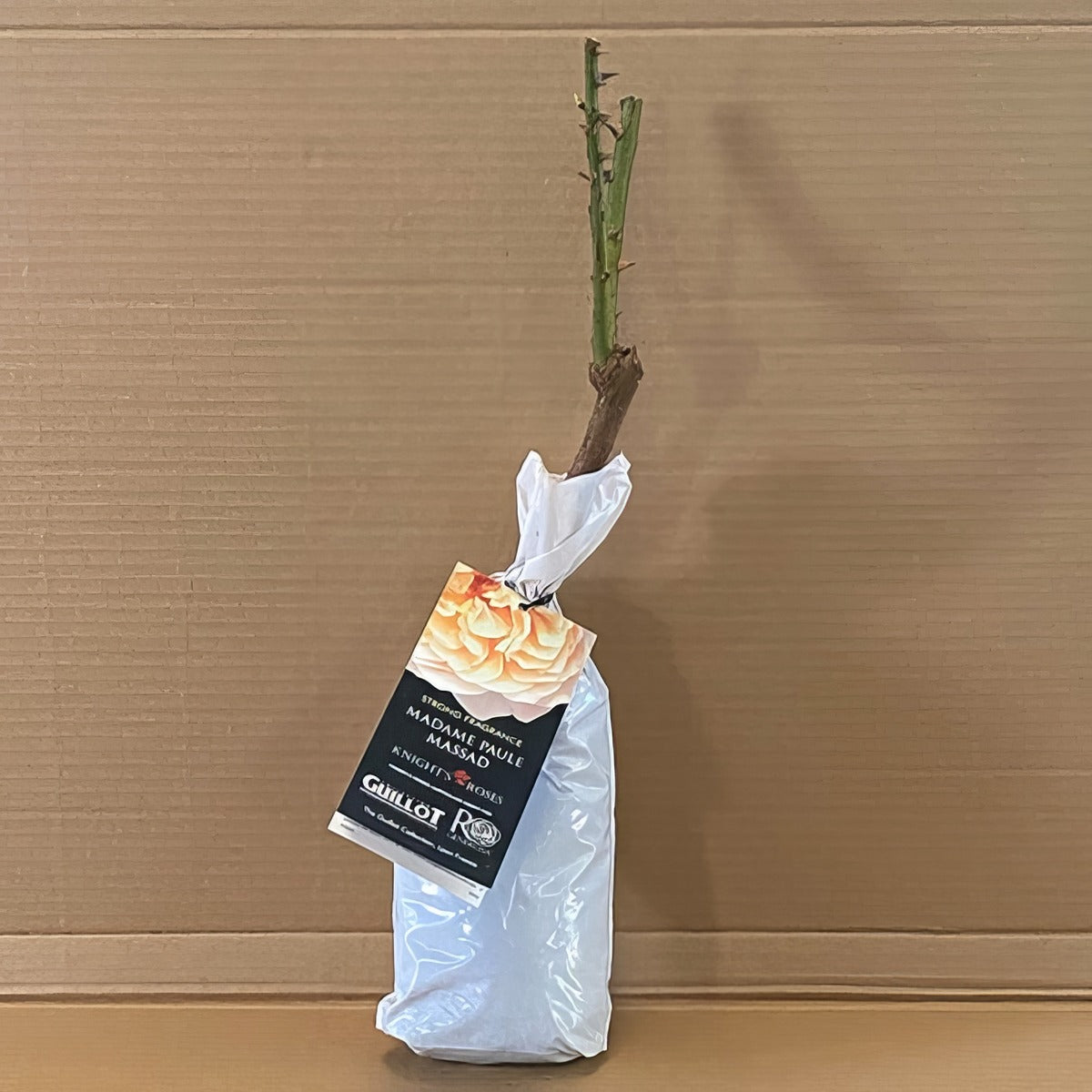 Da Madame Paule Massad Rosmsmpm 1 - Garden Express Australia