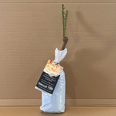Da Madame Paule Massad Rosmsmpm 1 - Garden Express Australia