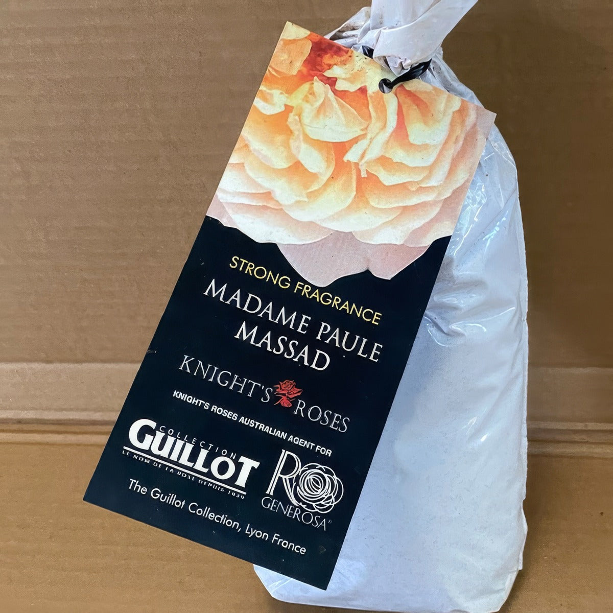 Da Madame Paule Massad Rosmsmpm 2 - Garden Express Australia