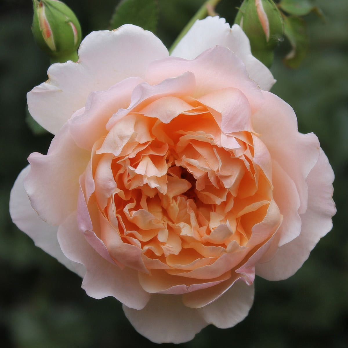 Rose Madame Paule Massad Rosmsmpm - Garden Express Australia