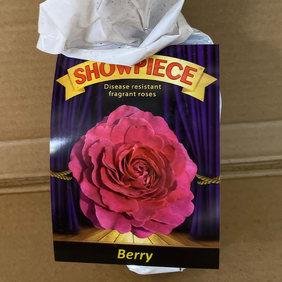 Rose Showpiece Berry Rosmssbr 2 - Garden Express Australia