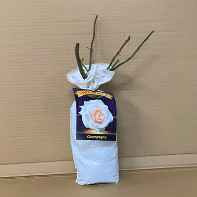 Rose Showpiece Champagne Rosmssch 1 - Garden Express Australia
